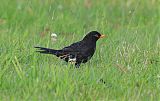 Eurasian Blackbirdborder=